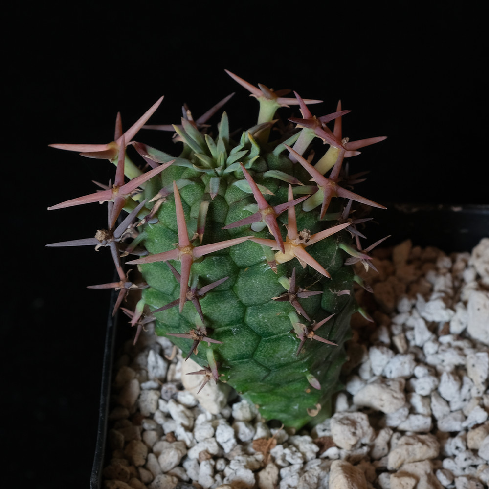Euphorbia stellispina – 3.25″ pot – Euphorbiaceae