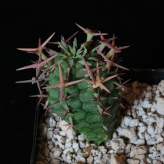 Euphorbia stellispina – 3.25″ pot – Euphorbiaceae