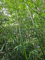Madake Bamboo Rhizomes 1–12 Pack (Phyllostachys bambusoides) • Fast-Growing