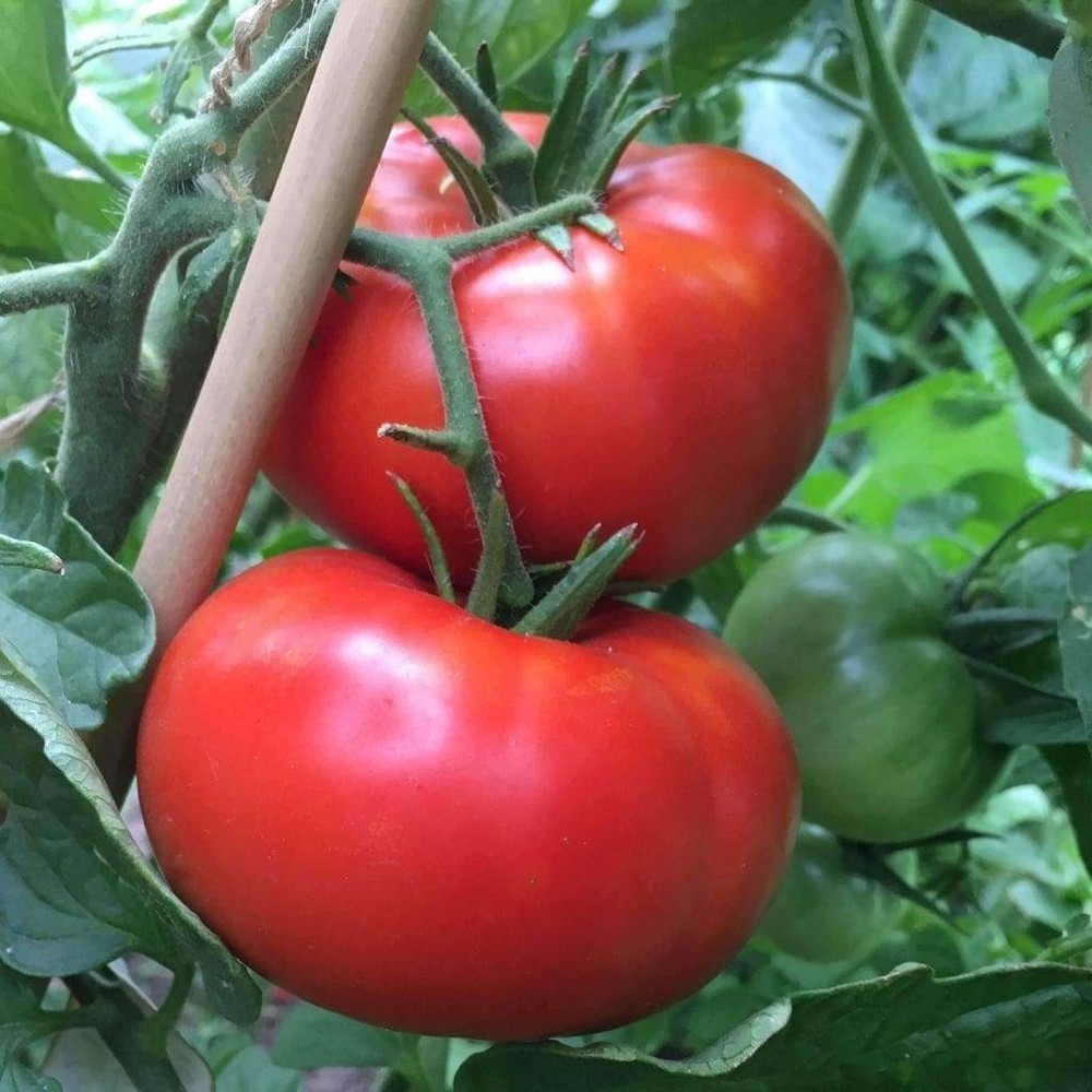 Delicious Tomato Seeds 100 Ct Vegetable WORLD RECORD NON-GMO US FREE SHIPPING