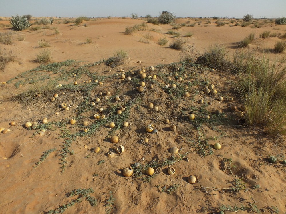 Citrullus colocynthis, Abu Jahls Melon – 10 Sementes