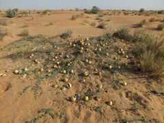 Citrullus colocynthis, Abu Jahls Melon – 10 Sementes