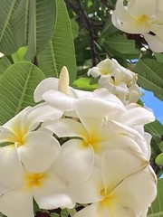 5 White Yellow Plumeria Seeds Perennial Flowers Flower Frangipani US SELLER