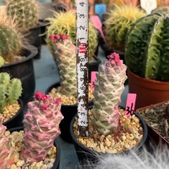 8CM Succulent Cactus Plant Monadenium Ritchiei Nyambense Variegated Cactaceae