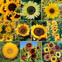 Sunny Sun Power Sunflower Mix, 10 Species, Variety Sizes, FREE SHIPPING