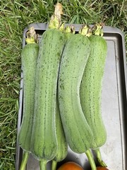 20 Luffa seeds 2023 fall fresh Non-GM Organic 丝瓜 种子