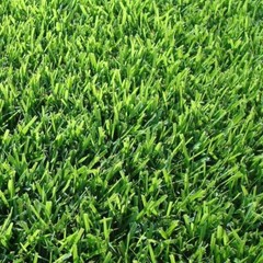 Zoysia Sod Plugs – Large 3″ x 3″ Plugs – Drought, Salt & Shade Tolerant Turf…