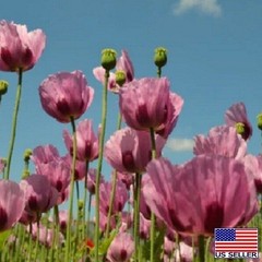 Turkish P Somniferum Poppy Seeds For Planting 20,000+ Fresh, Imported, Untreated