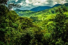 TANZANIAN KILIMANJARO COFFEE BEANS PEABERRY MEDIUM ROAST 2 POUNDS