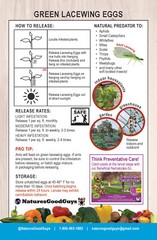 Green Lacewing Eggs in Rice Hulls – Aphid Exterminator – NaturesGoodGuys