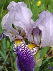 15 Iris Fresh Bearded Iris Rhizomes Mixed Varieties