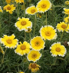 1200+ Tidy Tips Seeds Layia Platyglossa Yellow Annual Flower.