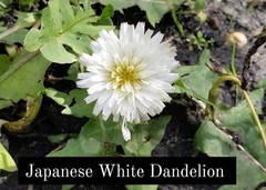 Japanese White Dandelion Seeds RARE 10 Organic Seeds *FREE SHIPPING*