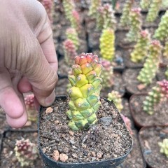 8CM Succulent Cactus Plant Monadenium Ritchiei Nyambense Variegated Cactaceae