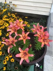 ROYAL SUNSET LILY FLOWER BULBS HARDY PERENNIAL PLANTS GROW 42″ TALL SUMMER BLOOM