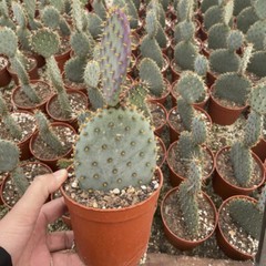 8CM Succulent Cactus Plant Opuntia Santarita（2-Head）Cactaceae Home Garden Plant