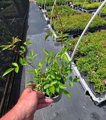 Peggy Martin Climbing Rose – Live Plant – ( 1 QT )