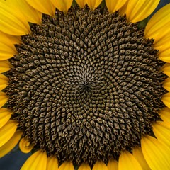 100 Giant Mammoth Russian Sunflower Seeds for Planting – Massive Heirloom