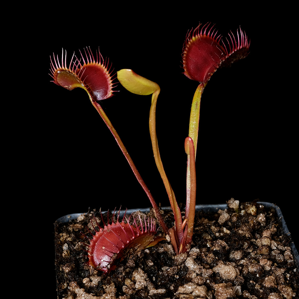 Dionaea muscipula ‘Witchy Baby’ – 3.25″ pot – Carnivorous plant – venus fly trap