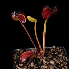 Dionaea muscipula ‘Witchy Baby’ – 3.25″ pot – Carnivorous plant – venus fly trap
