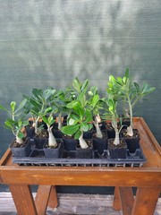 10 Adenium Obesum desert rose seedlings Rosa Del Desierto US SELLER