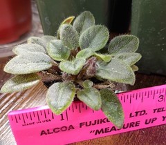 African Violet ~ Vallarta Campanas Moradas (Micro) ~ Live Plant