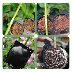 10pcs 8cm Plant Rooting Grow Box High Pressure Propagation Ball Air Layering Pod