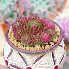 8CM Succulent Plant Jovisbarba Allionii Crassulaceae Home Garden Beautiful Plant