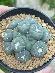6-8cm cactus Succulent Multiple heads Plant Garden beautiful Plant seedgrowth