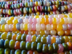 30 GLASS GEM CORN Mixed Colors Ornamental Edible Zea Mays Heirloom Veggie Seeds