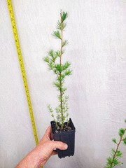 Japanese Larch 1 Year old Potted Tree. Pre Bonsai or Landscape. Larix Kaempferi.