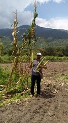 Nayarit Jala Rojo Corn Seeds (50) / Mexican Heirloom / Super Rare