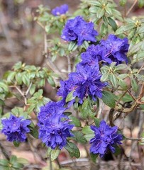 Blue Baron Rhododendron~Well Rooted Starter Plant
