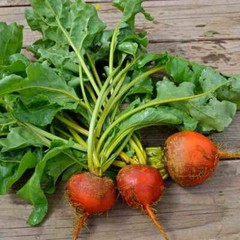 Beet Seeds Golden Detroit 50 Ct Heirloom Garden NON-GMO USA SELLER FREE SHIPPING