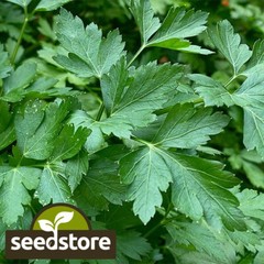 Italian Dark Green Parsley Seeds | 500 Seeds | Heirloom – Non-GMO | 1135