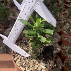 8CM Succulent Cactus Plant Euphorbia Royleana Spineless Euphorbiaceae Beautiful
