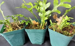DRYNARIA BONII ‘dark form’ Rare Tropical Fern PLANT not Staghorn Platycerium