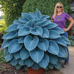Blue Angel Giant Hosta Plant for Growing – Hosta Plant – Perennial 3 Roots