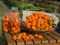 HABANERO ORANGE DEVIL ORANGE 30 SEEDS CHILE 100% GUARANTEED YUCATAN MEXICO