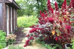 1000+ Organic Non-GMO Red Garnet Amaranth Seeds- Seeds Of Tomorrow