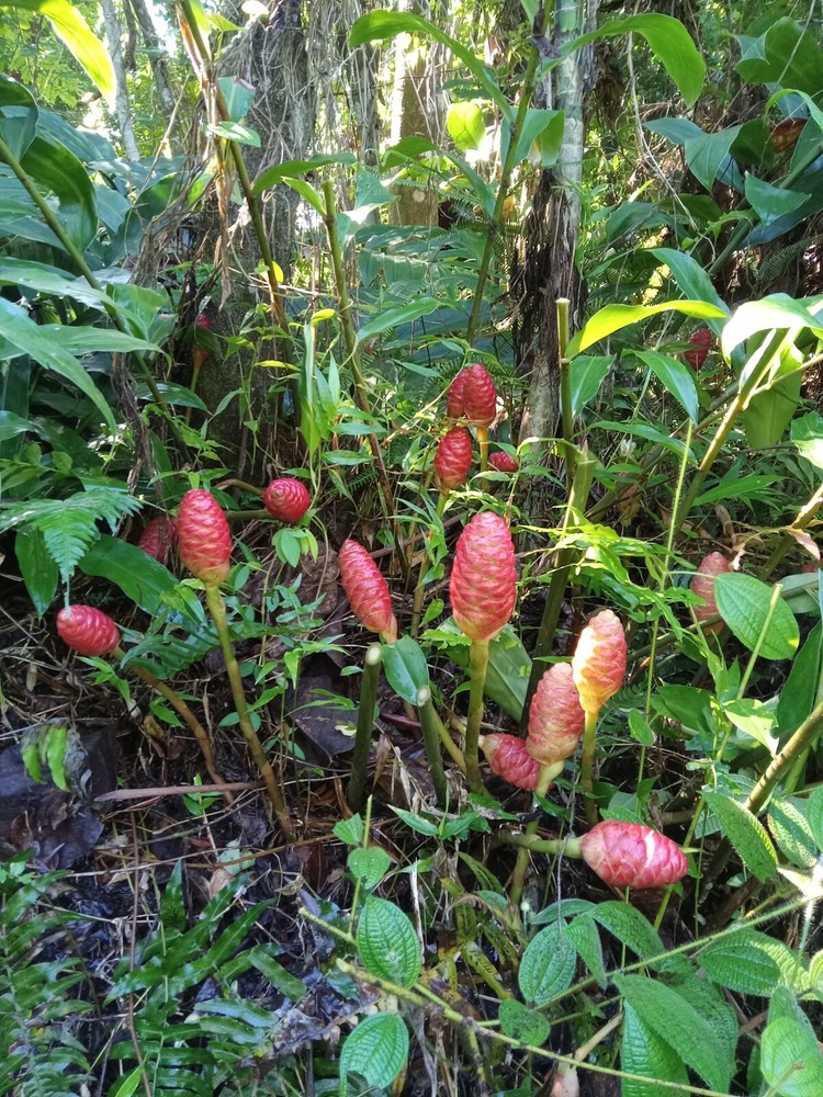 5 Shampoo Ginger Rhizomes, Zingiber Zerumbet, Pine Cone, Free Ship w/ Free Offer