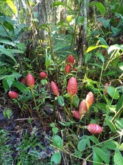 5 Shampoo Ginger Rhizomes, Zingiber Zerumbet, Pine Cone, Free Ship w/ Free Offer