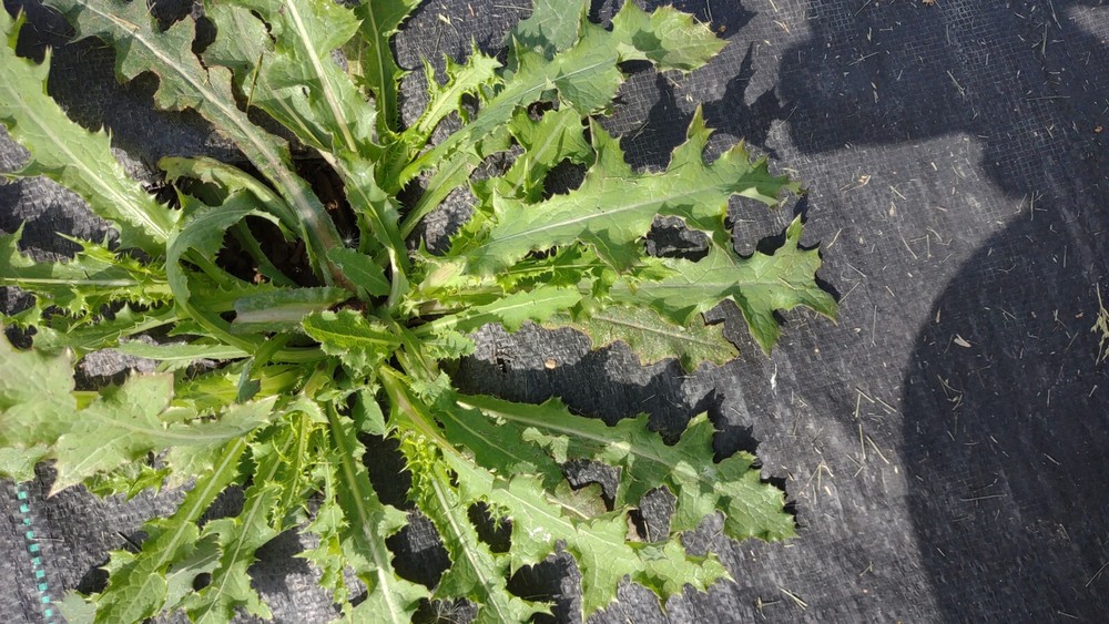 1 M LIVE PLANT Lactuca Virosa Wild Lettuce poppy Grown Organic Pain Relief USA