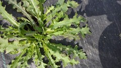 1 M LIVE PLANT Lactuca Virosa Wild Lettuce poppy Grown Organic Pain Relief USA