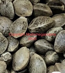 WHOLE ORGANIC RAW HEMP SEEDS 2 Ounces/60 Grams BEST QUALITY!