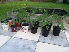 30+ Florida Everglades Tomato Seeds Organic – Fresh seeds from June 2023