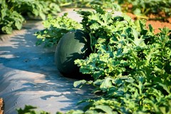 50 FLORIDA GIANT WATERMELON Cannon Ball Black Diamond Citrullus Fruit Seeds