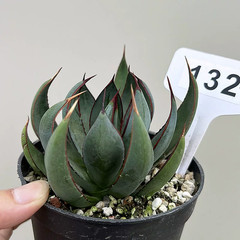 1Pieces 8cm Seedgrowth RareCactis Plant Agave Praying Hands Beautiful Outdoors