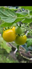 Sun Sugar Orange Cherry Tomato Seeds (30) / DELICIOUS / Heat Tolerant / Rare