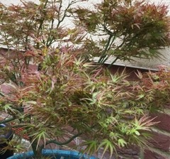 Kamagata Dwarf Japanese Maple Tree – Live Plant – ( 2.5 QT )